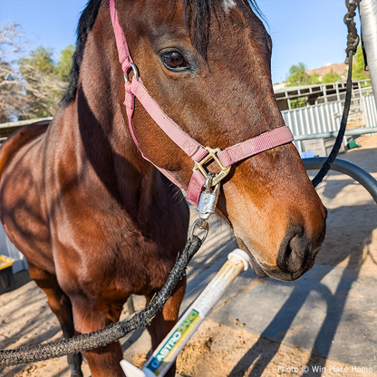 Help Feed and Care for Rescued Horses