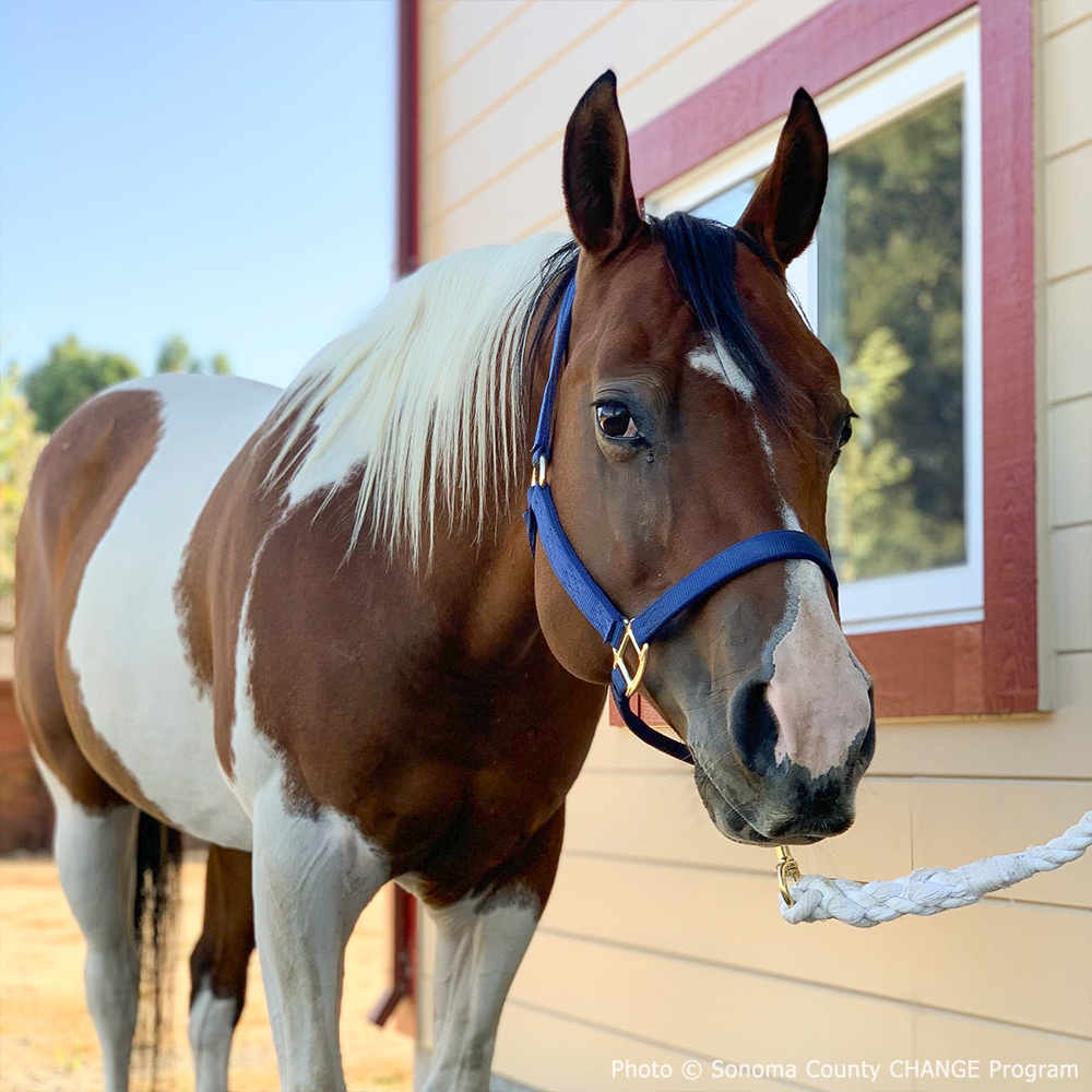 Help Feed and Care for Rescued Horses