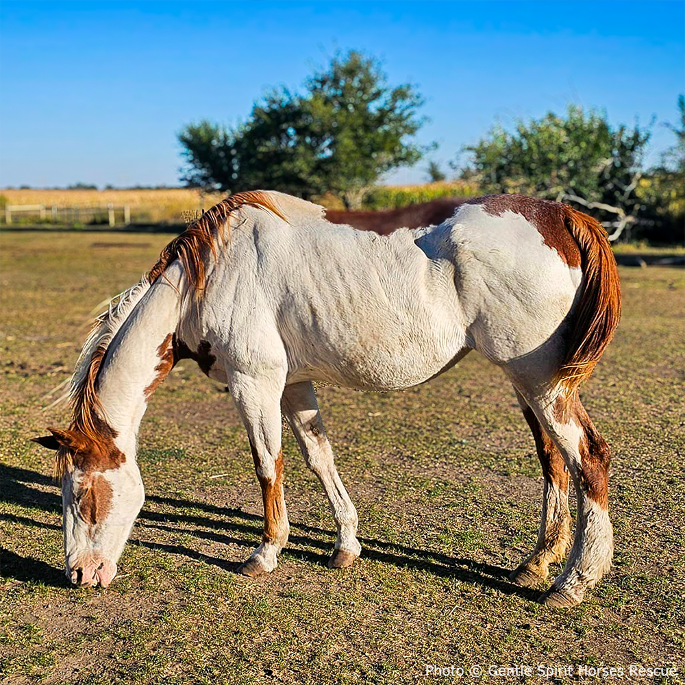 Help Feed and Care for Rescued Horses
