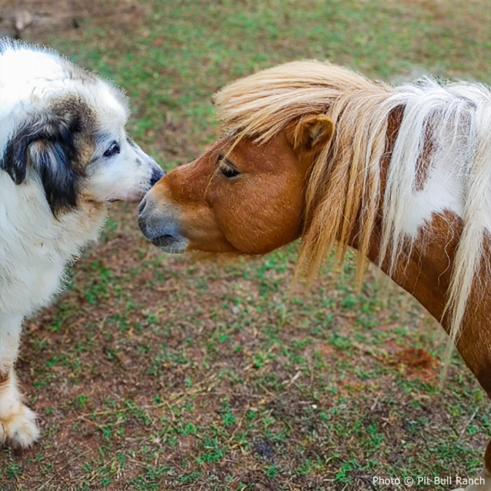 Help Feed and Care for Rescued Horses
