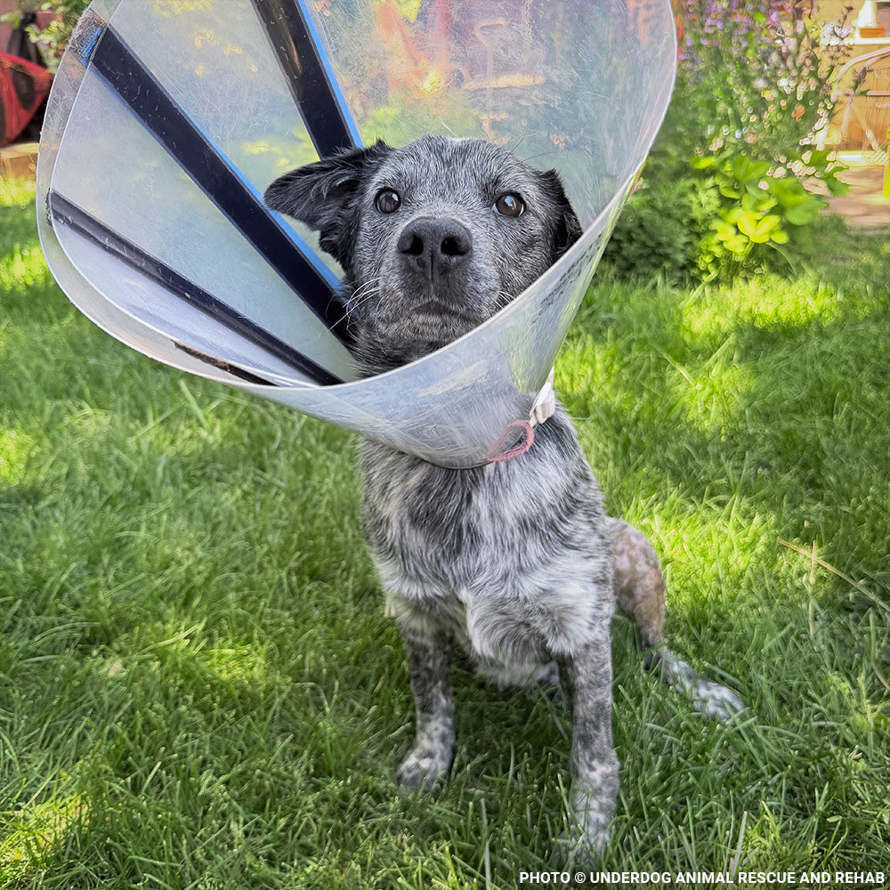 Jack Needs Urgent Care to Recover from a Vicious Attack