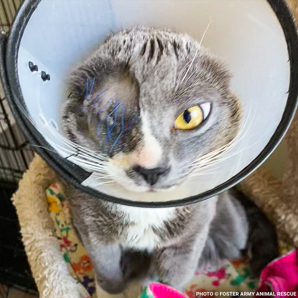 Seeing-Eye Cat James Suffering with Painful Blind Eye Needs a Chance to Heal