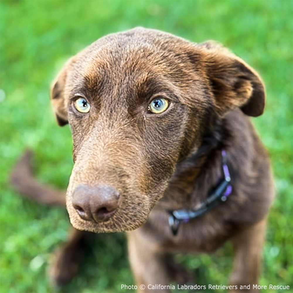 Funded: Injured Puppy Who Survived Deadly Wildfires Needs Leg Amputation to Walk Again