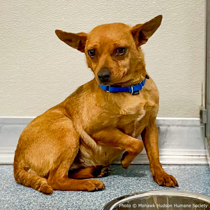 Help Neglected Dogs Jazz, Rock, and Opera Heal in Harmony