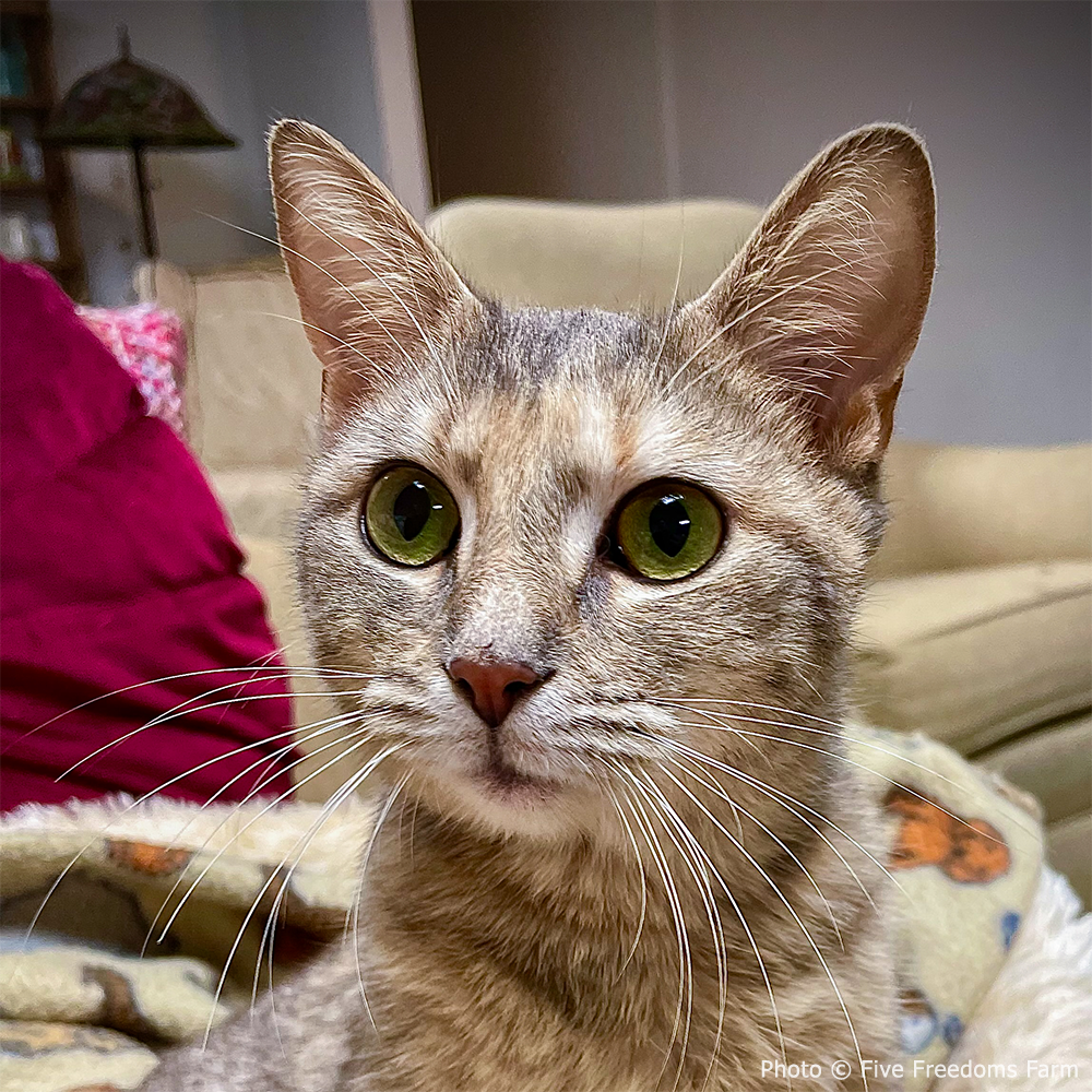 Funded: Cat Suffering from Infected Gunshot Wound Needs Your Help to Heal