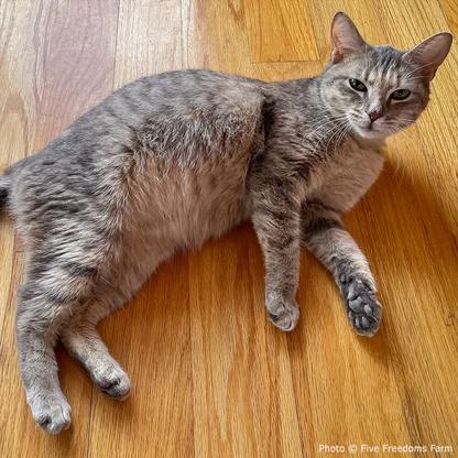 Funded: Cat Suffering from Infected Gunshot Wound Needs Your Help to Heal