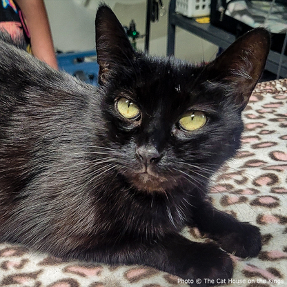 Funded: Help Cat Suffering with Painful Injuries After Being Struck by Car