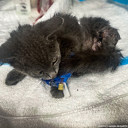 Funded: Help Kennedy Survive After Being Attacked by Animal