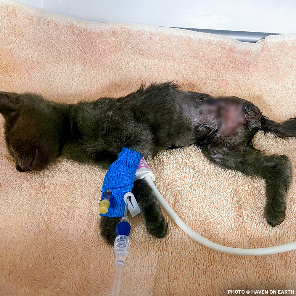 Funded: Help Kennedy Survive After Being Attacked by Animal