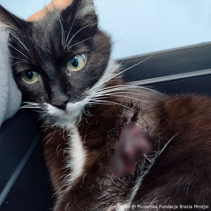 Funded: Help Save Cat Who Was Shot and Found Lying on Side of Road