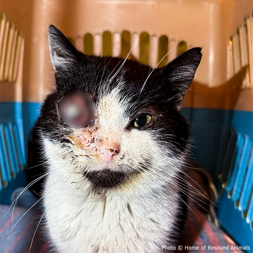 Funded: Help Save Ukraine Cat in Critical Condition with Ruptured Eye