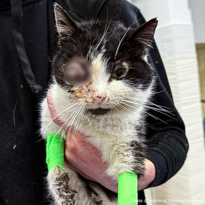 Funded: Help Save Ukraine Cat in Critical Condition with Ruptured Eye