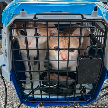Emergency Flight: Fly At-Risk Shelter Pets Out of Overcrowded Shelters