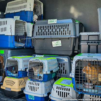 Emergency Flight: Fly At-Risk Shelter Pets Out of Overcrowded Shelters