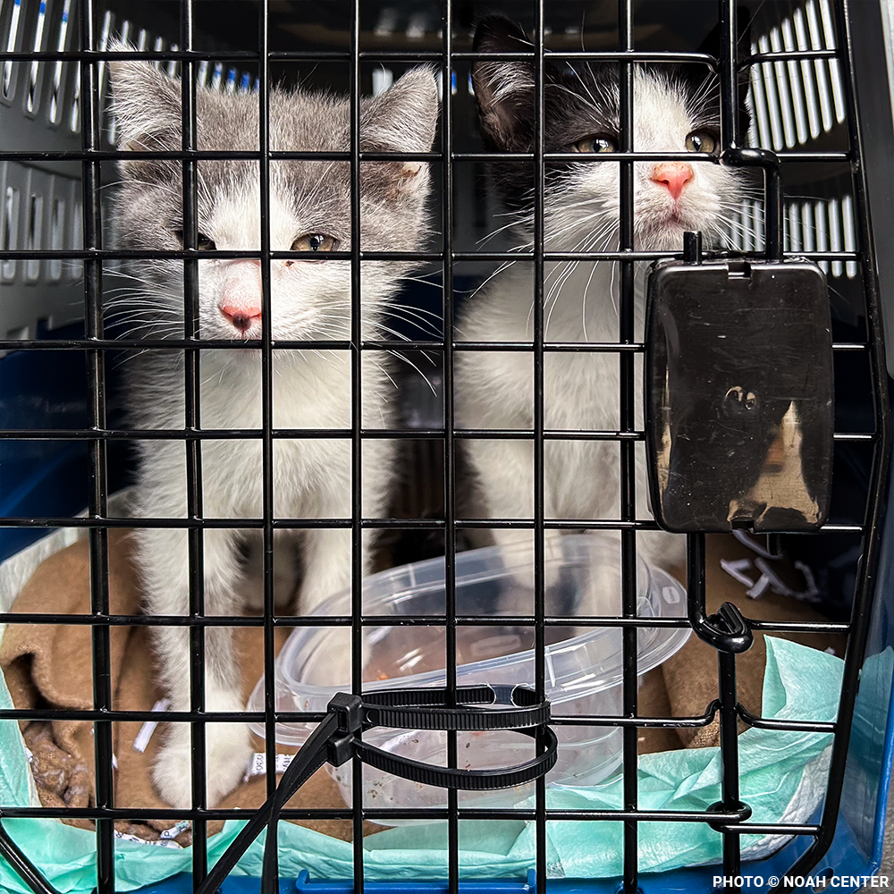 Emergency Flight: Fly At-Risk Shelter Pets Out of Overcrowded Shelters