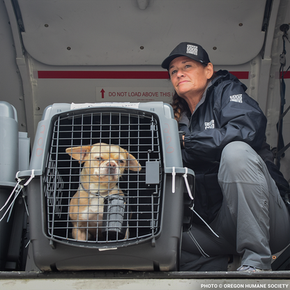 Emergency Flight: Fly At-Risk Shelter Pets Out of Overcrowded Shelters