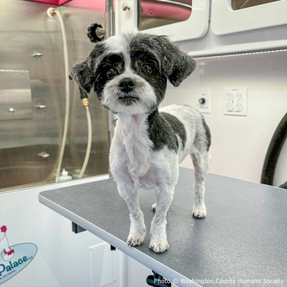 Lilo is Suffering with Painful Bladder Tear and Needs Life-Saving Procedure