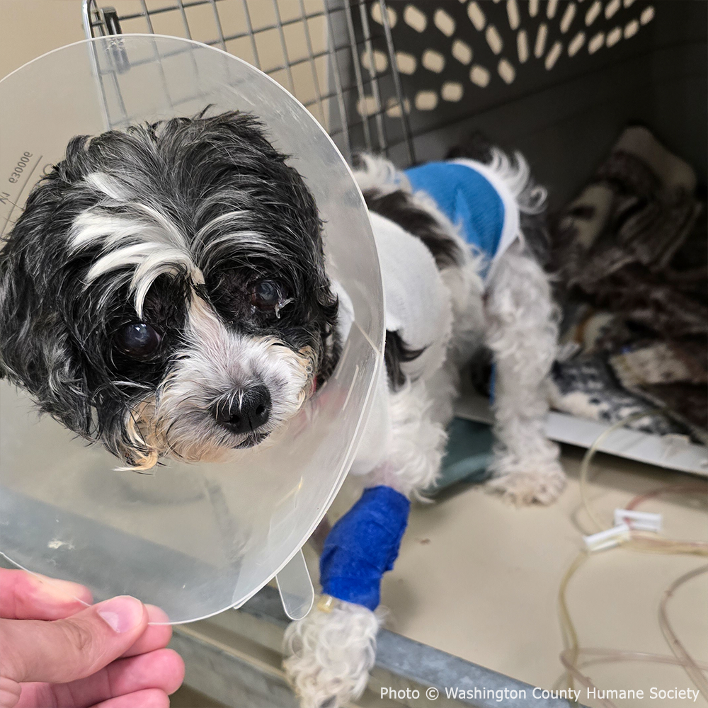 Lilo is Suffering with Painful Bladder Tear and Needs Life-Saving Procedure