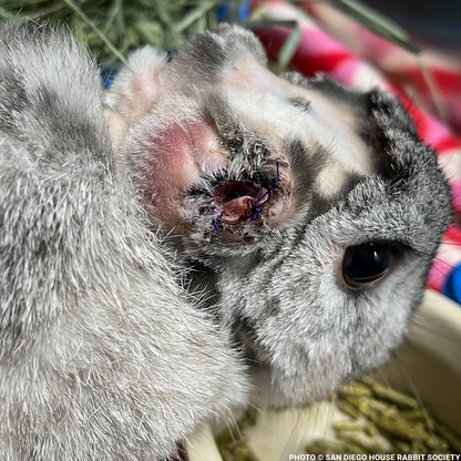 Help Linus the Rabbit Heal After Double Ear Amputation