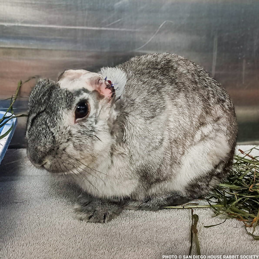 Help Linus the Rabbit Heal After Double Ear Amputation