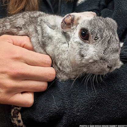 Help Linus the Rabbit Heal After Double Ear Amputation