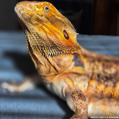 Lizzie the Lizard Needs Surgery to Remove Large Tumor