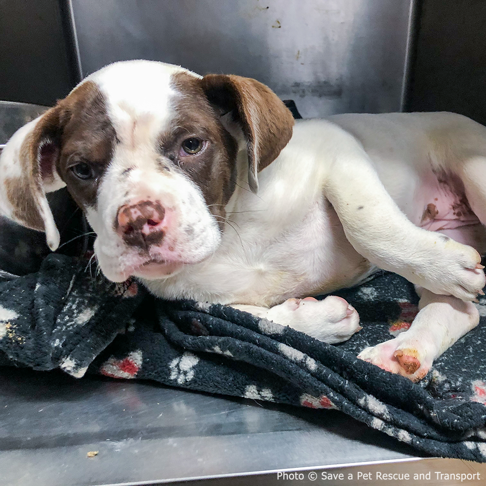 Funded: Stray Puppy in Critical Condition Needs Emergency Surgery to Heal