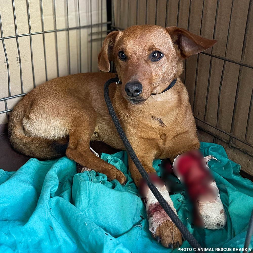 Funded: Support Lyubchik as He Heals from Pelvic Fracture
