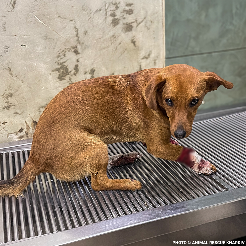 Funded: Support Lyubchik as He Heals from Pelvic Fracture