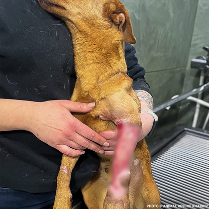 Funded: Support Lyubchik as He Heals from Pelvic Fracture
