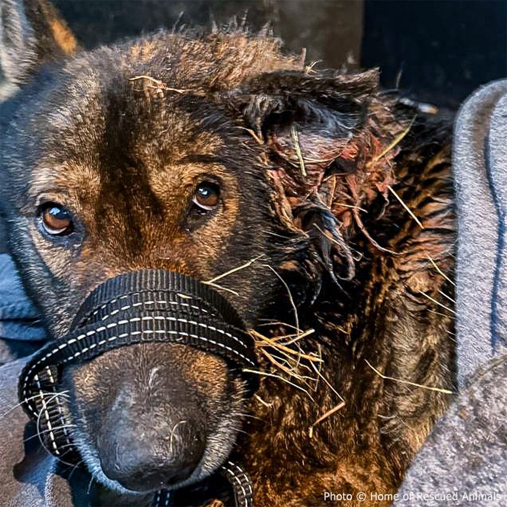 Funded: Severely Wounded Ukraine Dog Going Into Shock Needs Your Help to Survive