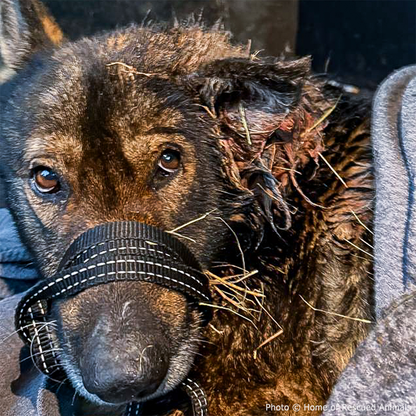 Funded: Severely Wounded Ukraine Dog Going Into Shock Needs Your Help to Survive