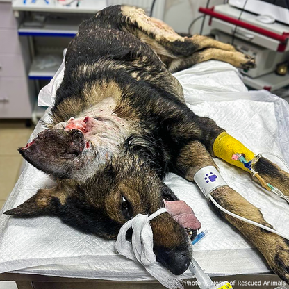 Funded: Severely Wounded Ukraine Dog Going Into Shock Needs Your Help to Survive