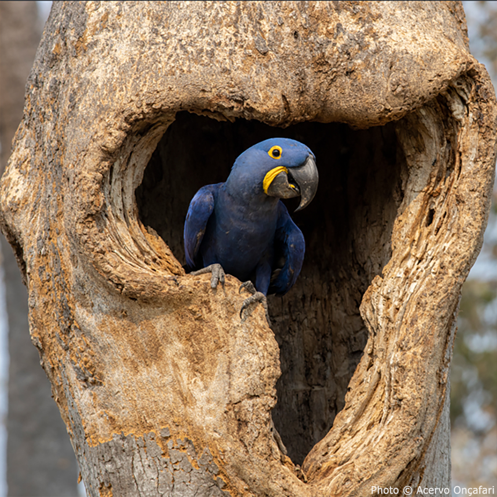 Protect Vulnerable Parrot Species and Their Habitat