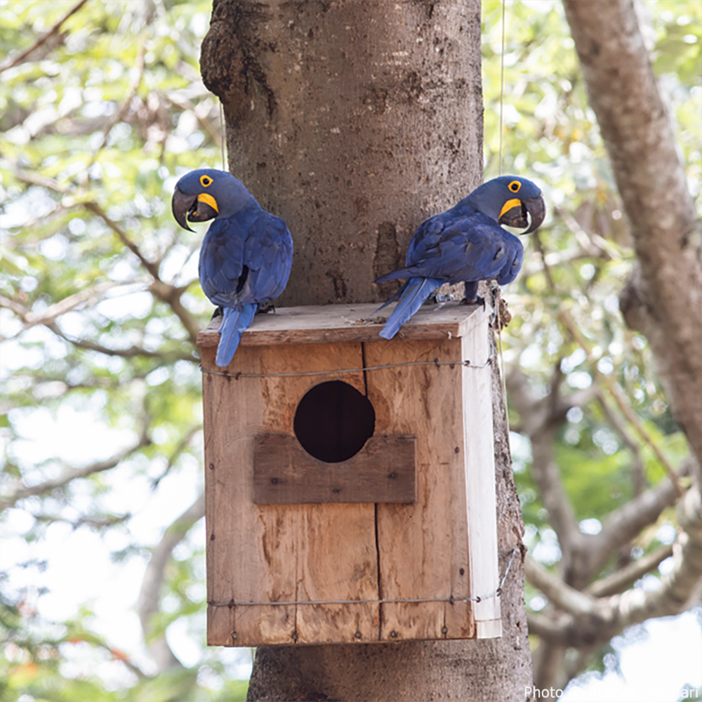 Protect Vulnerable Parrot Species and Their Habitat