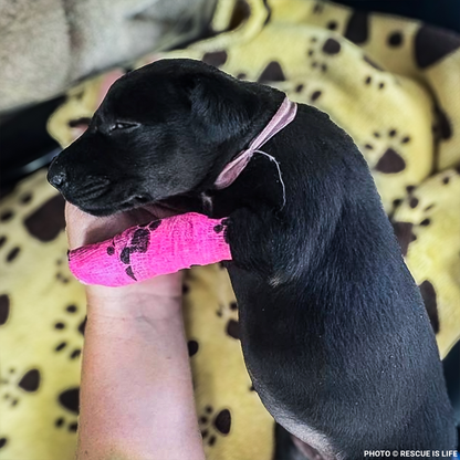 Funded: Dangerously Ill Puppy Mae Needs Emergency Care to Survive