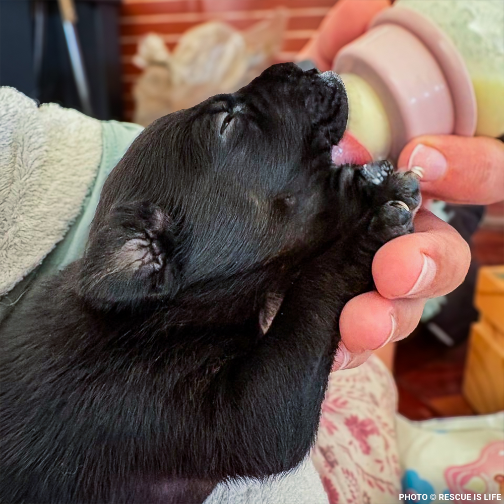 Funded: Dangerously Ill Puppy Mae Needs Emergency Care to Survive