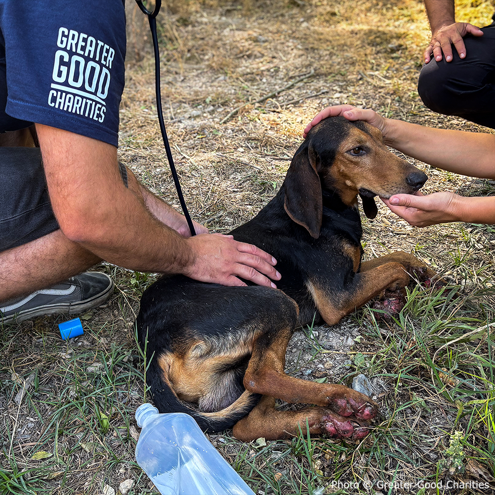 Pets Burned & Injured in Devastating Wildfires in Greece Need Your Help