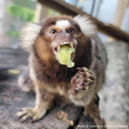 Help Teko the Marmoset Swing Back to Health