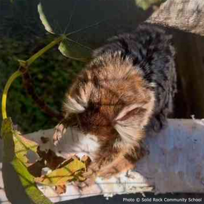 Help Teko the Marmoset Swing Back to Health