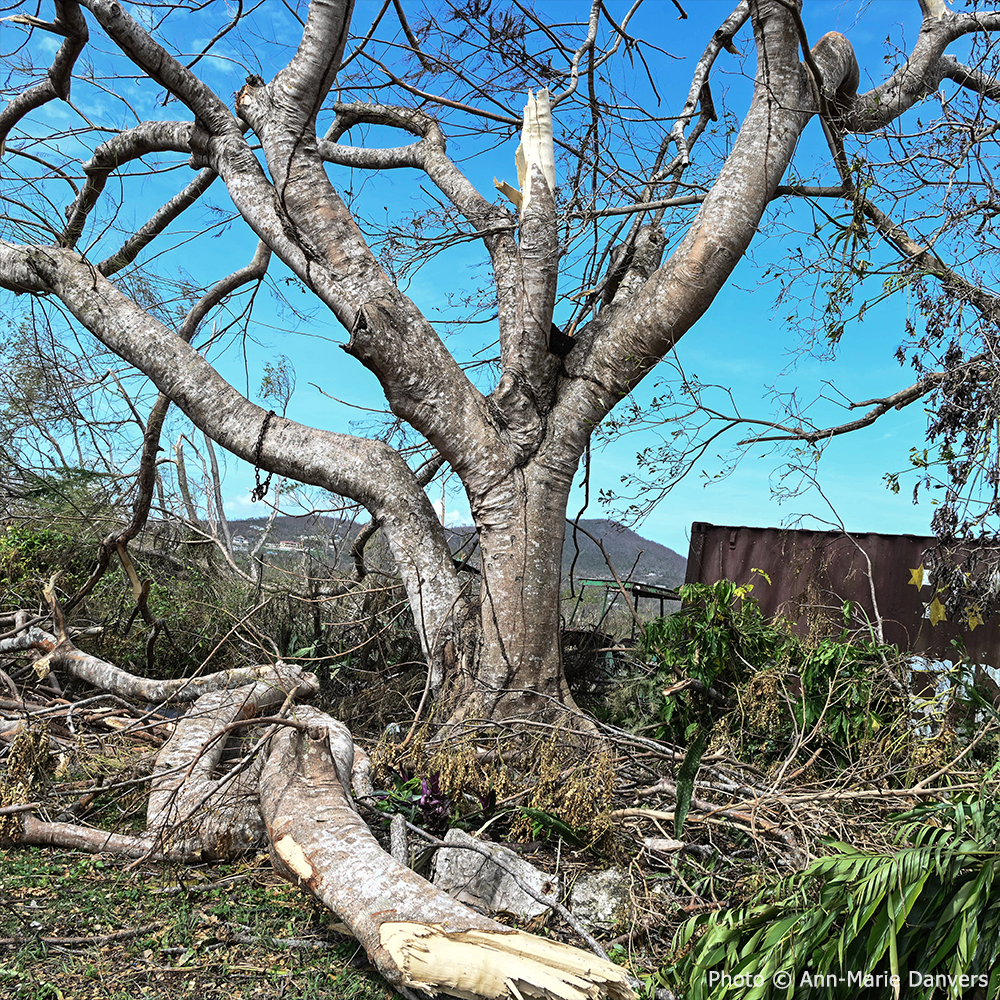 Help Save Bees Impacted by Hurricane Melissa