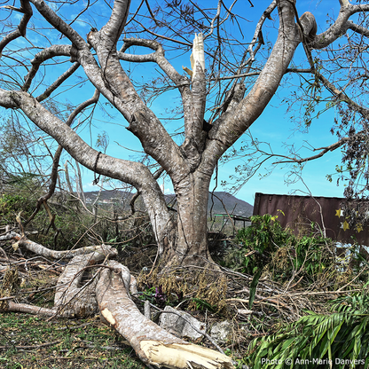 Help Save Bees Impacted by Hurricane Melissa