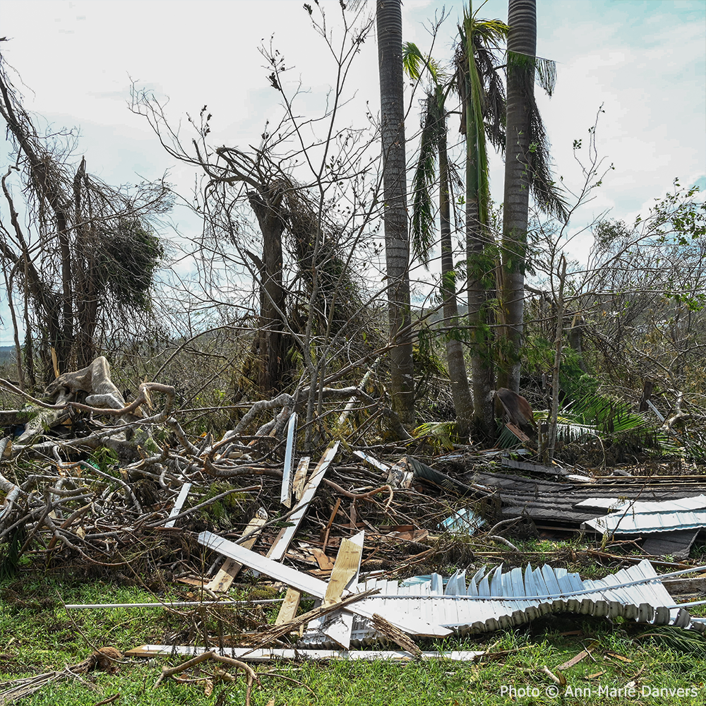 Help Save Bees Impacted by Hurricane Melissa
