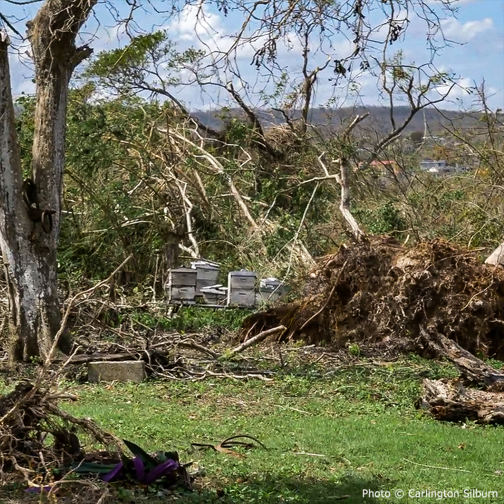 Help Save Bees Impacted by Hurricane Melissa