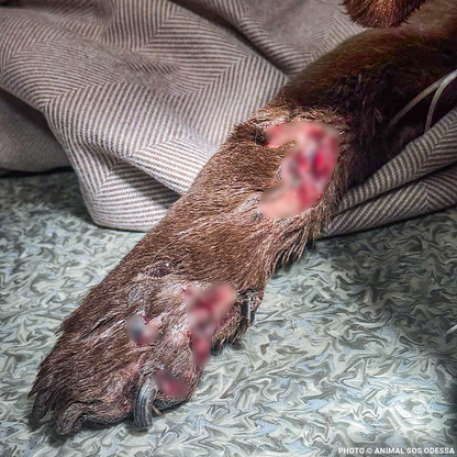 Mishka Needs Emergency Care for Severe Head Injury