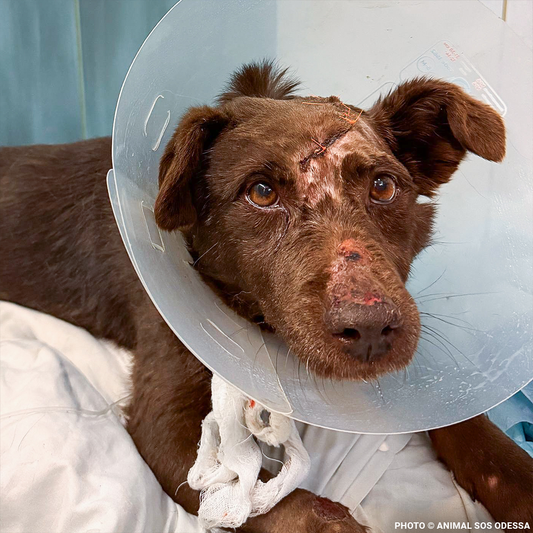 Mishka Needs Emergency Care for Severe Head Injury