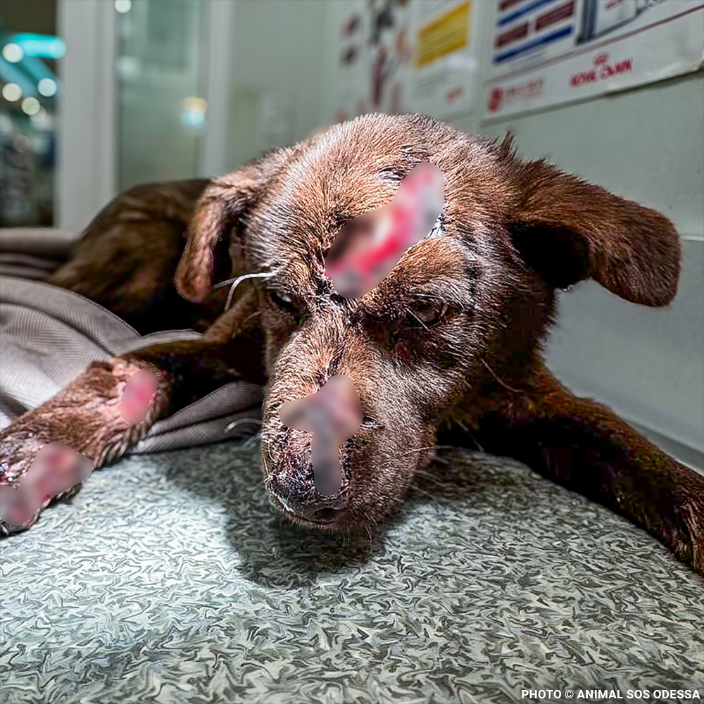 Mishka Needs Emergency Care for Severe Head Injury