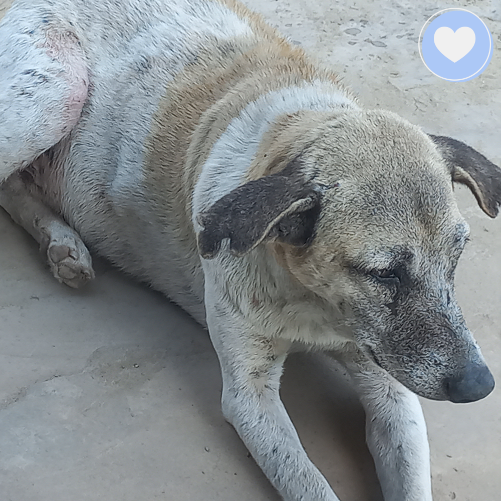 Funded - Save Mosi's Skin From Mange