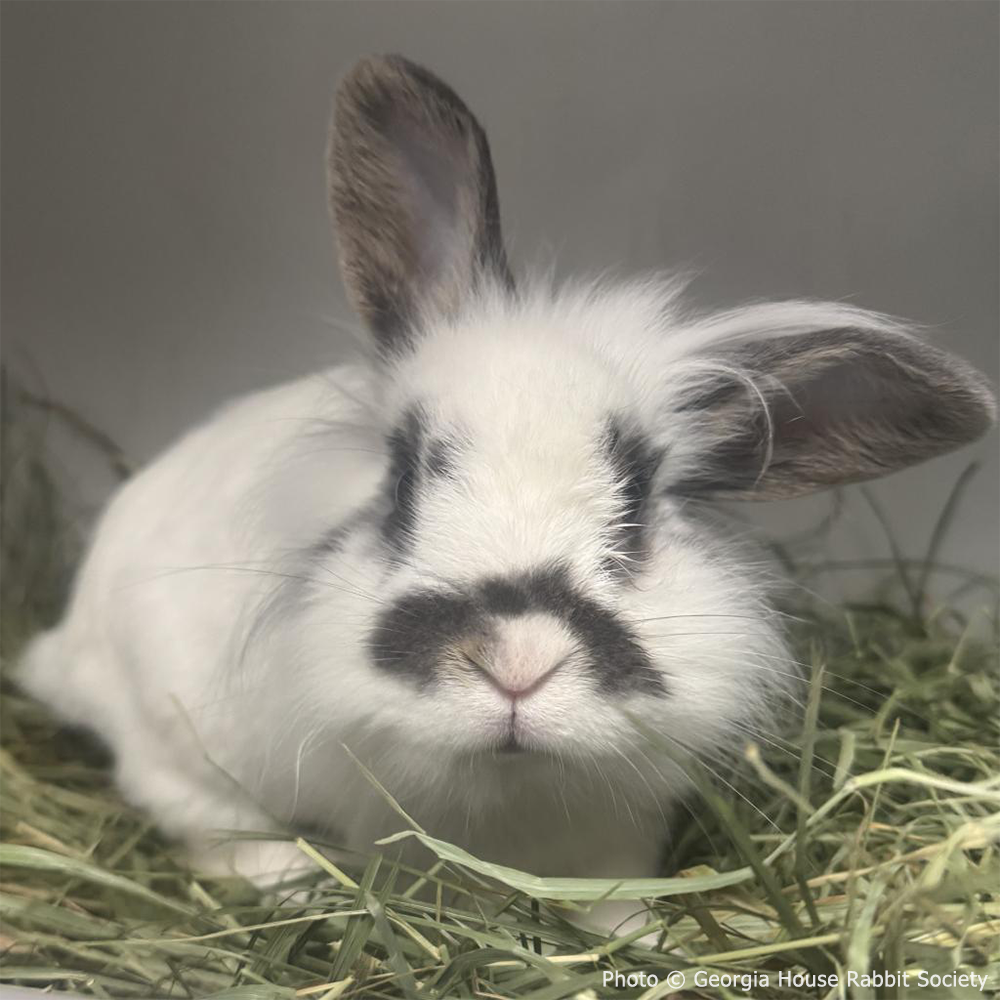 Funded: Neville Needs Support After Emergency Dental Surgery