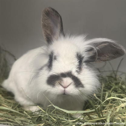 Funded: Neville Needs Support After Emergency Dental Surgery